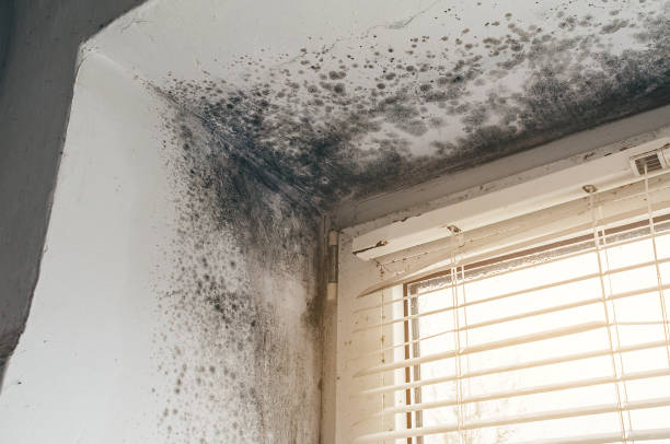 Affordable Mold Inspection And Testing solutions in Chesterfield, NJ
